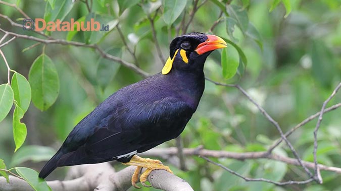 1. Harga Burung Beo Nias Yang Bisa bicara