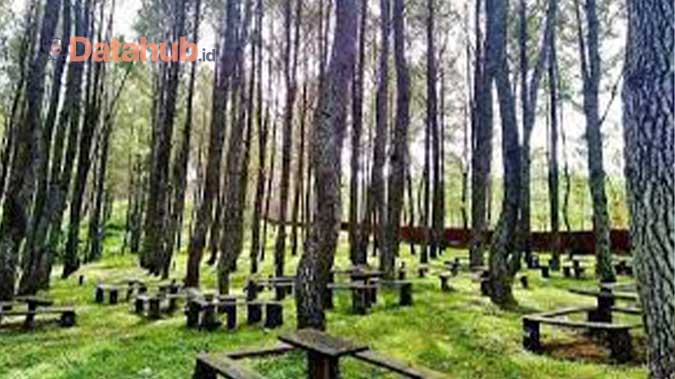 9. Tempat Wisata di Gayo Lues Aceh Hutan Pinus Tijue