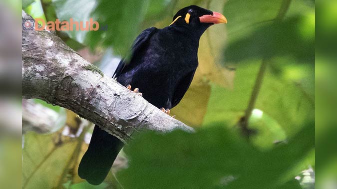 Harga Burung Beo yang Bisa Bicara Menurut Lokasi