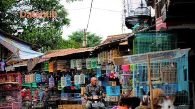 Harga Pasar Burung Parkit Australia di Beberapa Kota di Indonesia