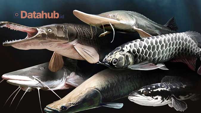 Jenis Jenis Ikan Predator Air Tawar & Cara Memelihara