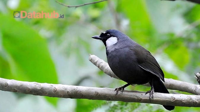 Karakteristik dan Habitat Asli Burung Poksay Hongkong