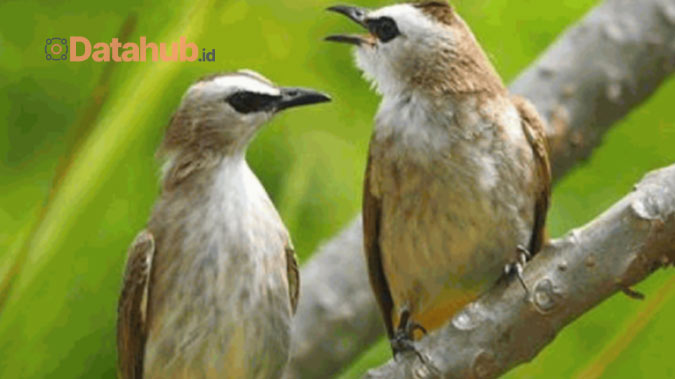 Mengoptimalkan Perawatan Harian Burung Trucukan Lebih Gacor