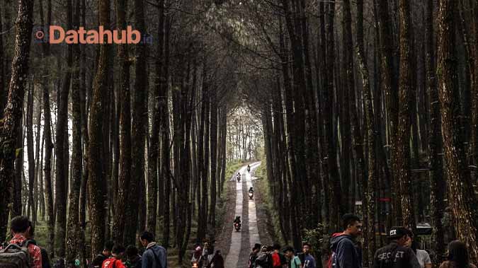 Tempat Wisata di Magelang Jawa Tengah Alam di Hutan Pinus Asri