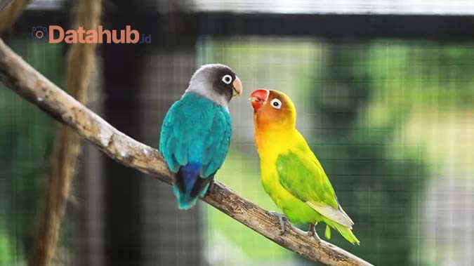 Tips Merawat Burung Lovebird Biar Gacor Dari Makanan