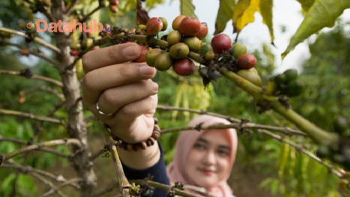 11. Wisata Perkebunan Kopi di Aceh Selatan