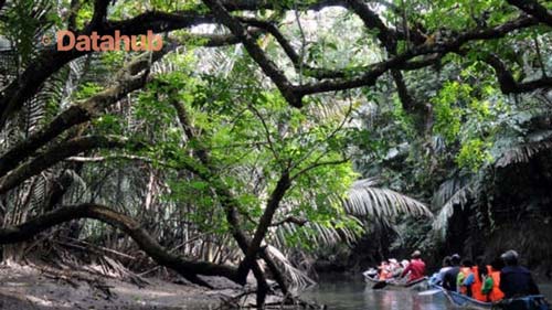 14. Pesona Mangrove Di Ujung Kulon